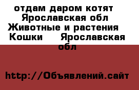 отдам даром котят - Ярославская обл. Животные и растения » Кошки   . Ярославская обл.